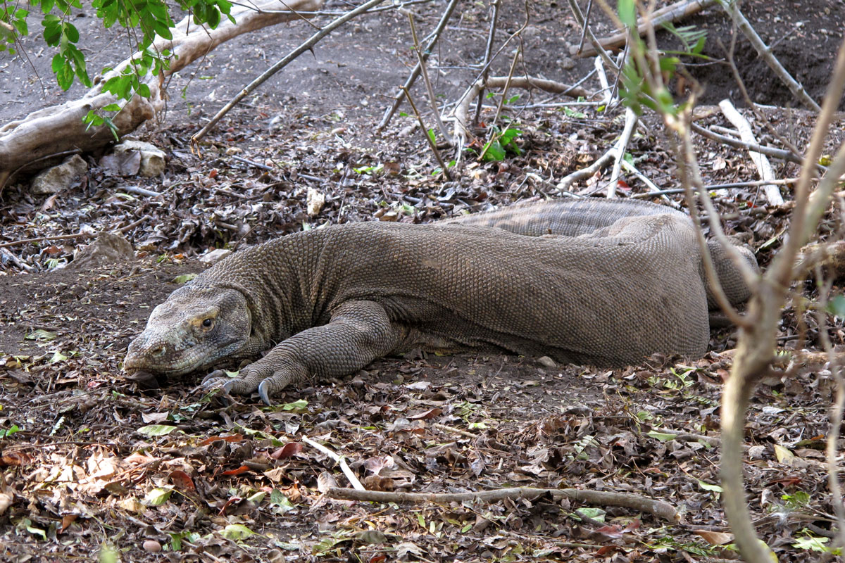 IDN_Komodo-Island-©17-Thomas-Baechtold-348.jpg