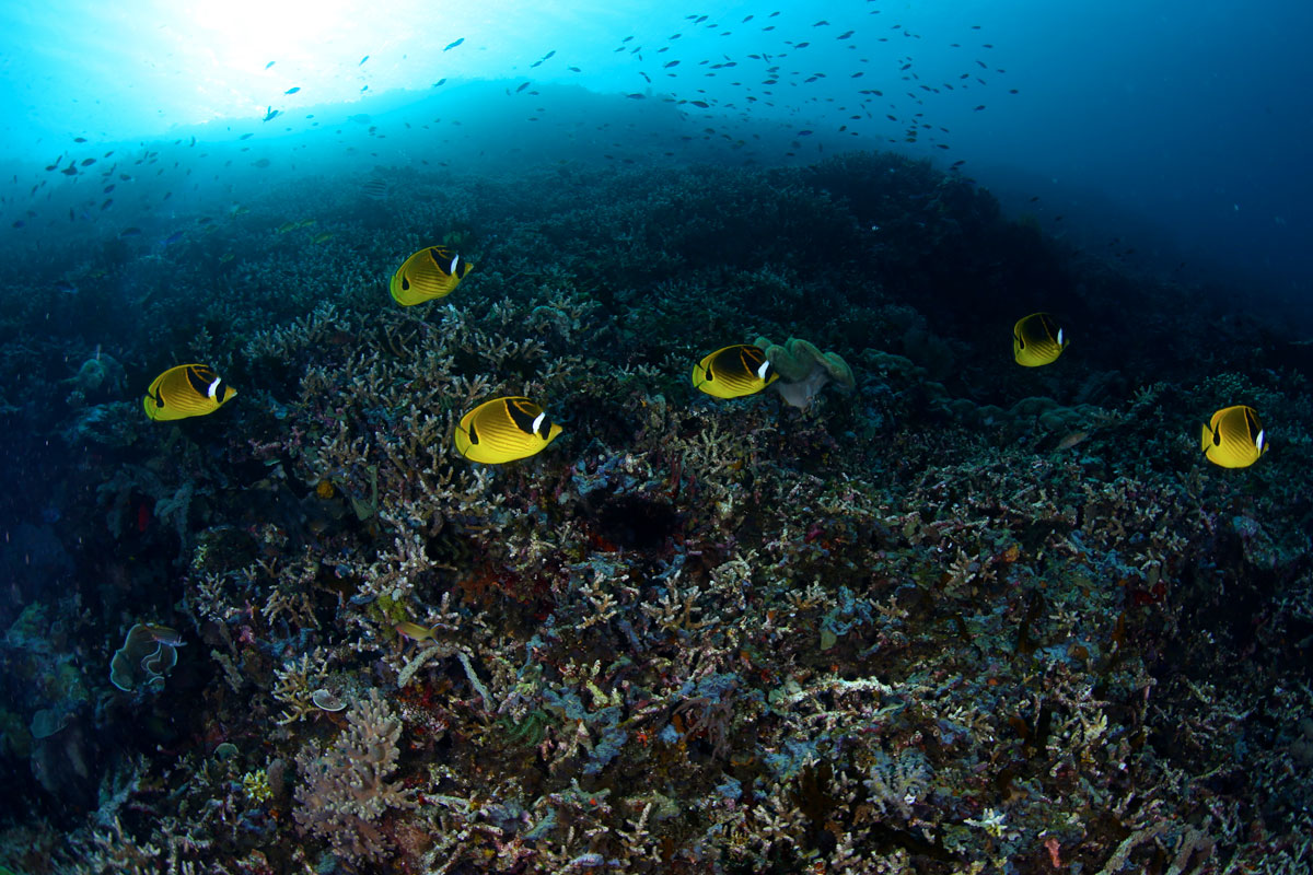 IDN_Komodo-uw-©17-Thomas-Baechtold-85.jpg