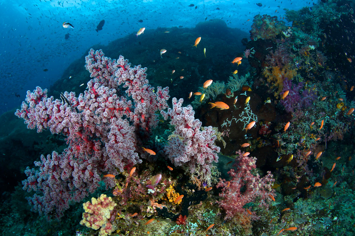 IDN_Raja-Ampat-Misool-uw-©17-Thomas-Baechtold-380.jpg