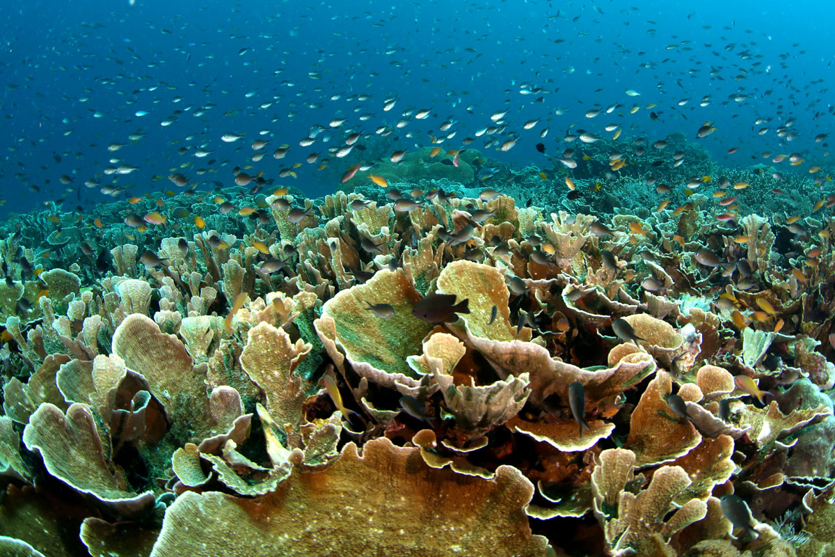 IDN_Raja-Ampat-Penemu-uw-©17-Thomas-Baechtold-200.jpg