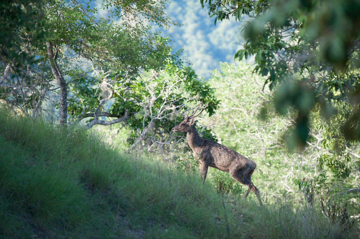 IDN_Komodo-Island-©10-Natalia-Baechtold-077.jpg