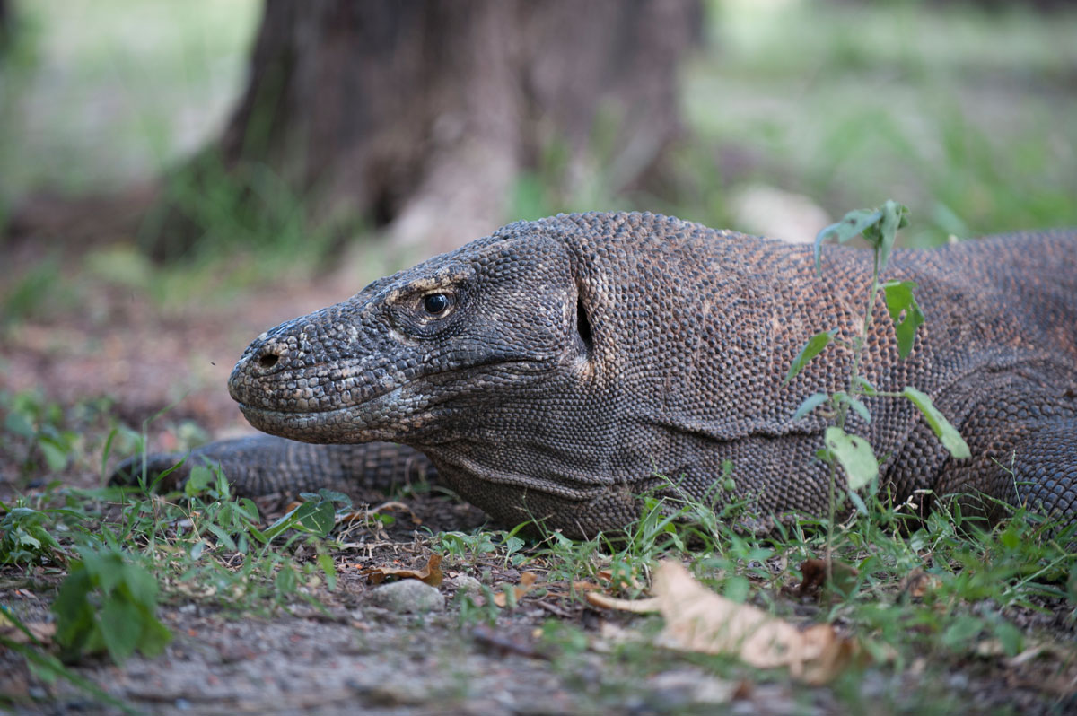 IDN_Komodo-Island-©10-Natalia-Baechtold-286.jpg