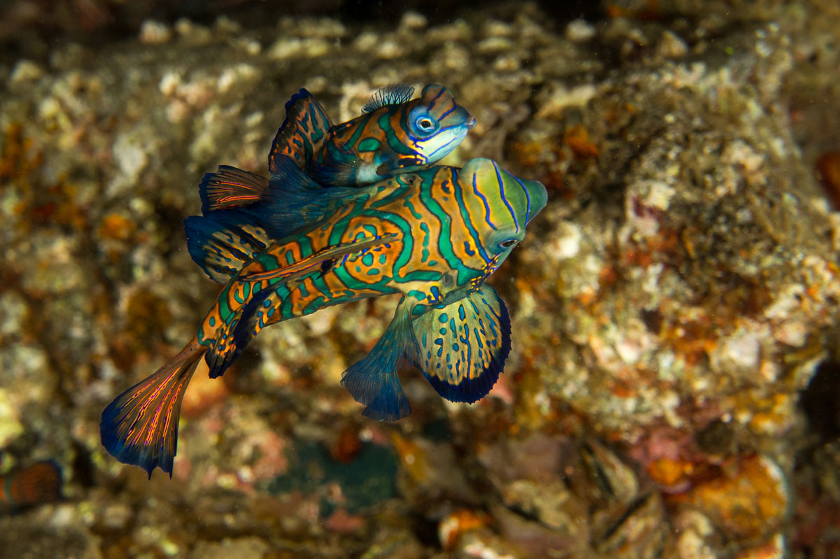 IDN_MY-Damai-UW-Banda-Mandarinfish-©-Andrina-Bindon-1.jpg