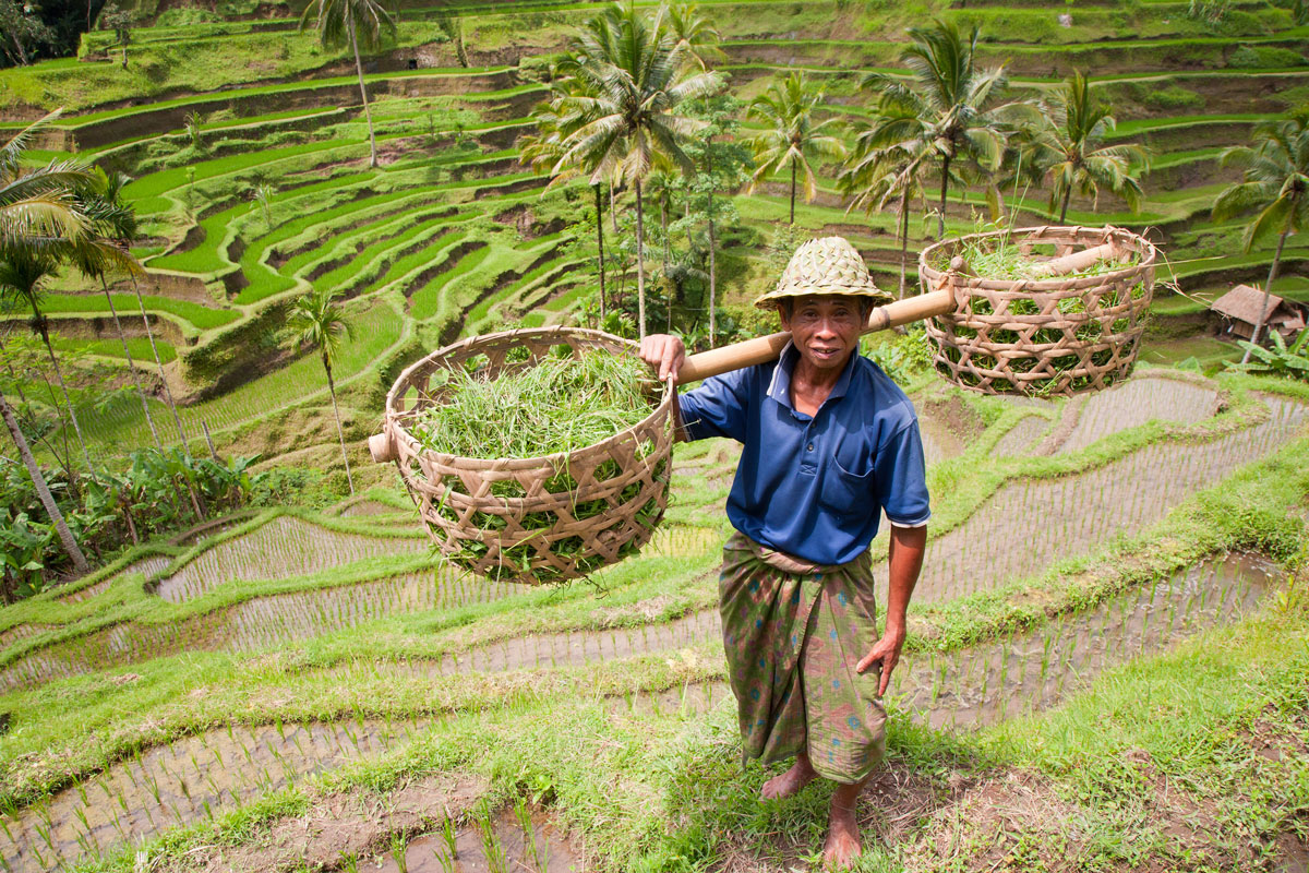 IDN_Ubud-Rice-Farmer-©-Adobe-Stock.jpg