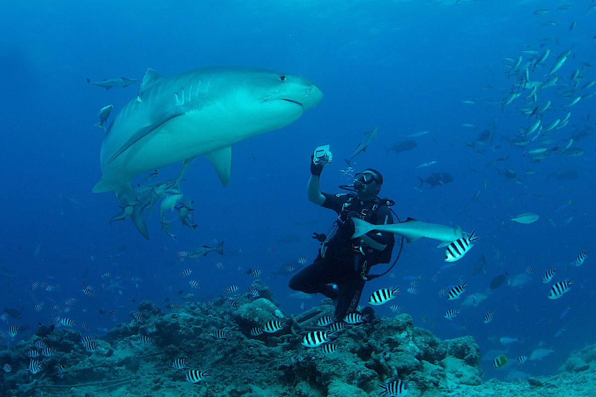 FJI_Beqa-Sharks-©11-Thomas-Baechtold-0413.jpg
