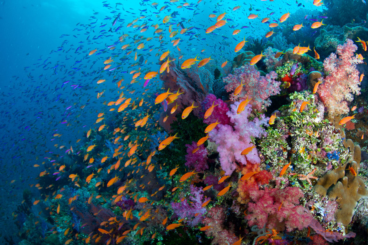 FJI_Rainbow-Reef-©14-Thomas-Baechtold-2111.jpg