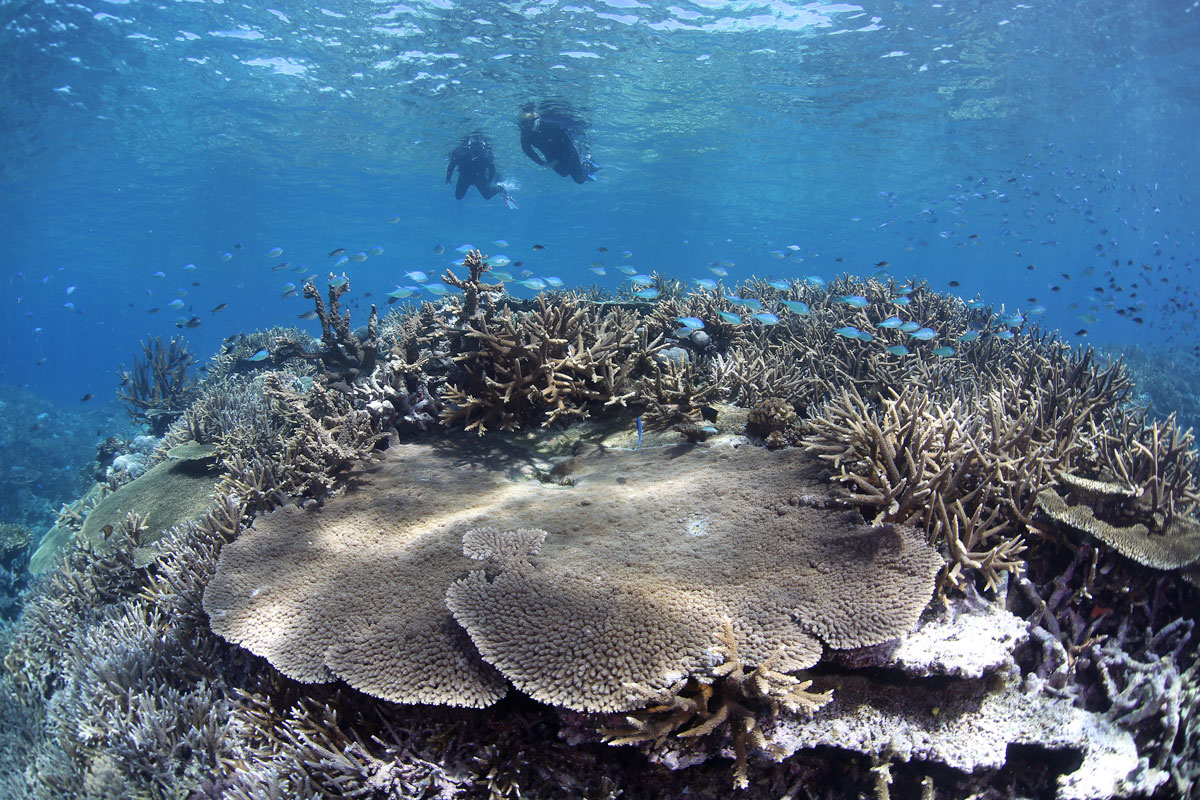 FJI_Taveuni-Island-UW-Rainbow-Reef-Snorkel-©17-Natalia-Baechtold-072.jpg