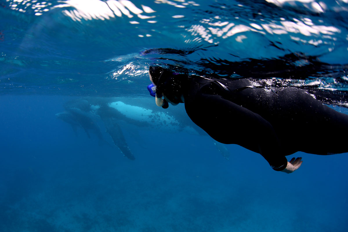 TON_Haapai-Islands-Humpback-Whales-©17-Natalia-Baechtold-138.jpg