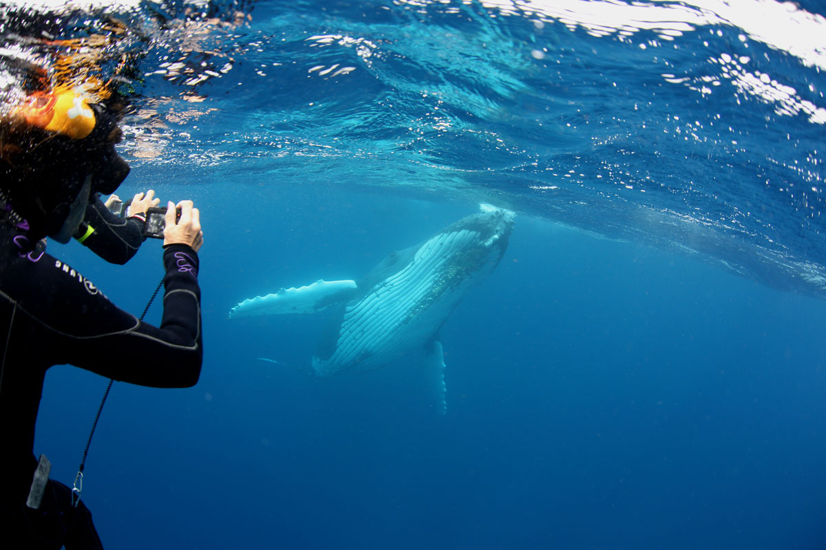 TON_Haapai-Islands-Humpback-Whales-©17-Natalia-Baechtold-809.jpg