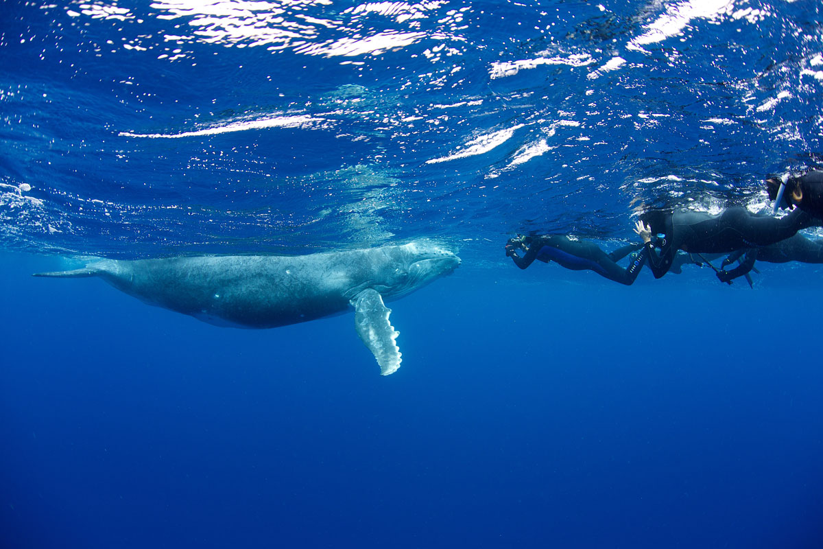 TON_Humpback-whales-uw-©14-Thomas-Baechtold-0081.jpg