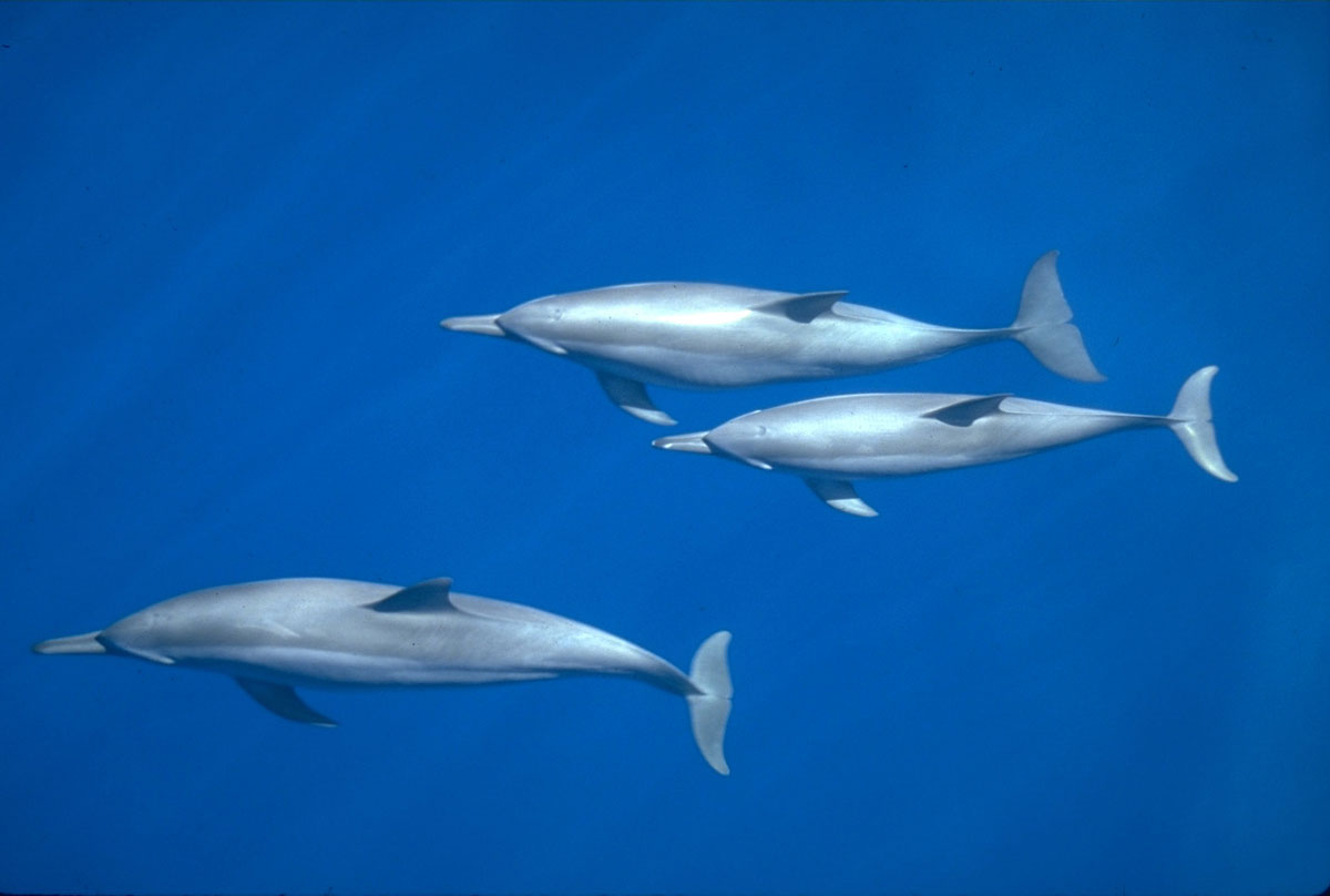 TON_Spinner-dolphins-©-Rob-Barrel-1.jpg
