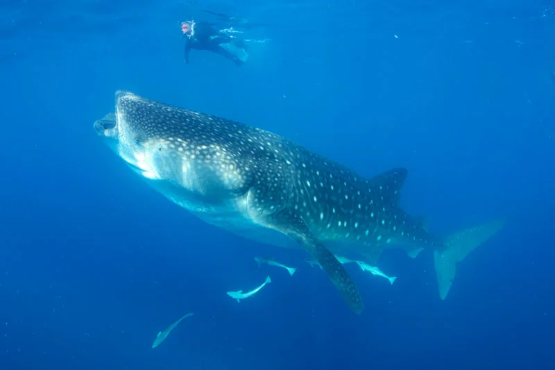Lisa snorkelling with one of the many Whale sharks seen that day in clear blue water, Mexico.
