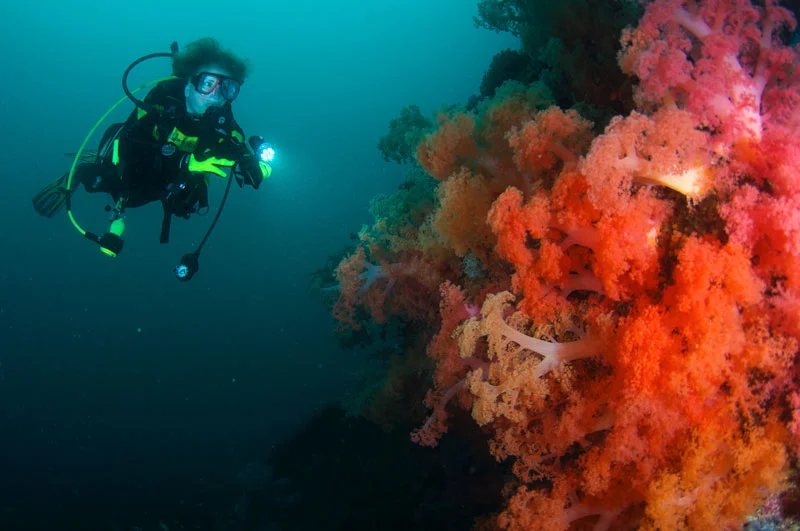 Pam diving along an abundant reef wall of soft coral, Philippines.
