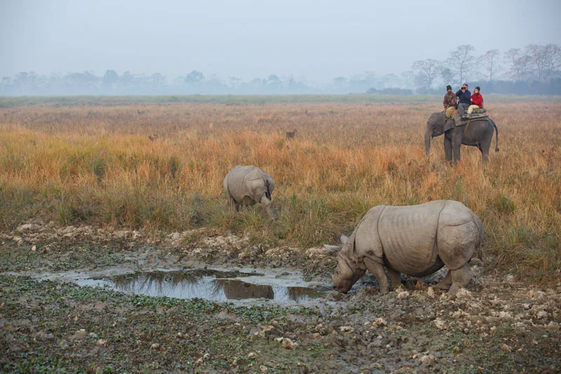 Andrew and Marina on elephant back photographing the splendid sight of Asian Rhino.