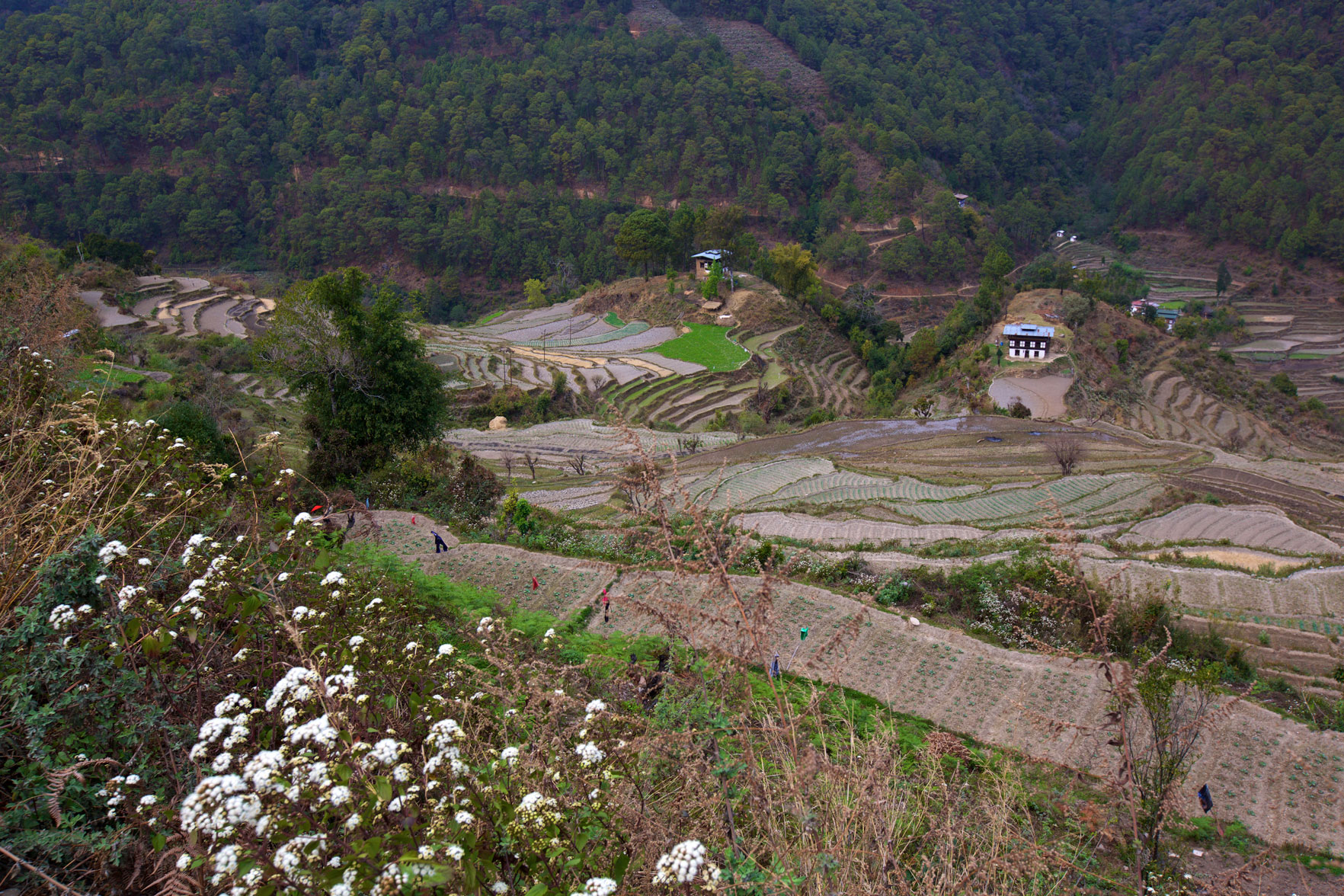 BTN_Thimpu-to-Punakha-©17-Thomas-Baechtold-736.jpg