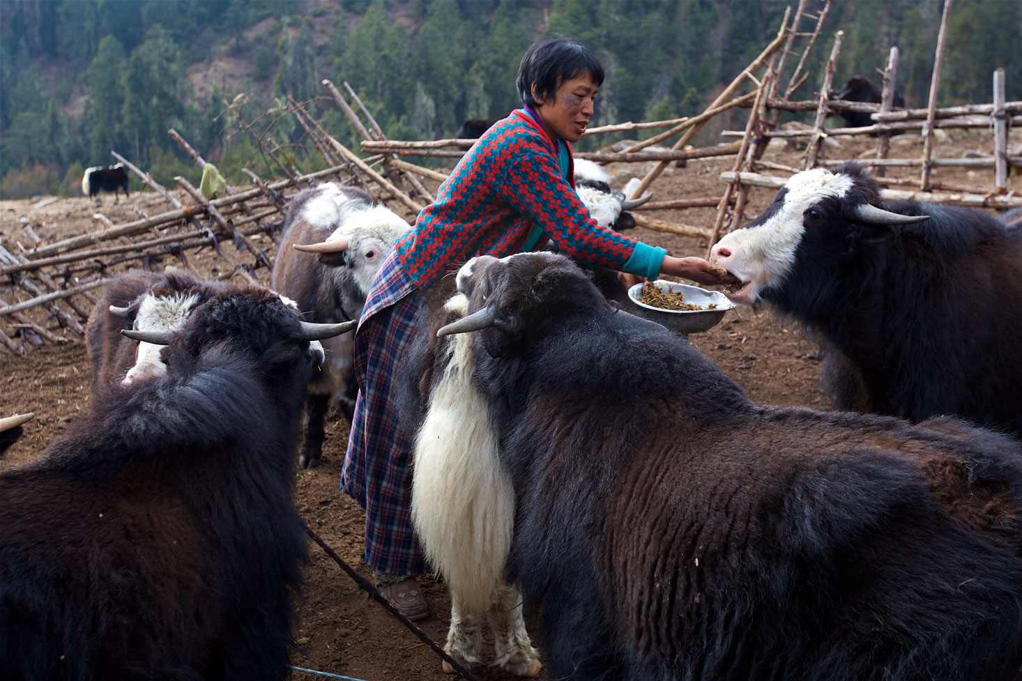 BTN_Sagala-Mountain-pass-trek-and-camp-©17-Thomas-Baechtold-319.jpg