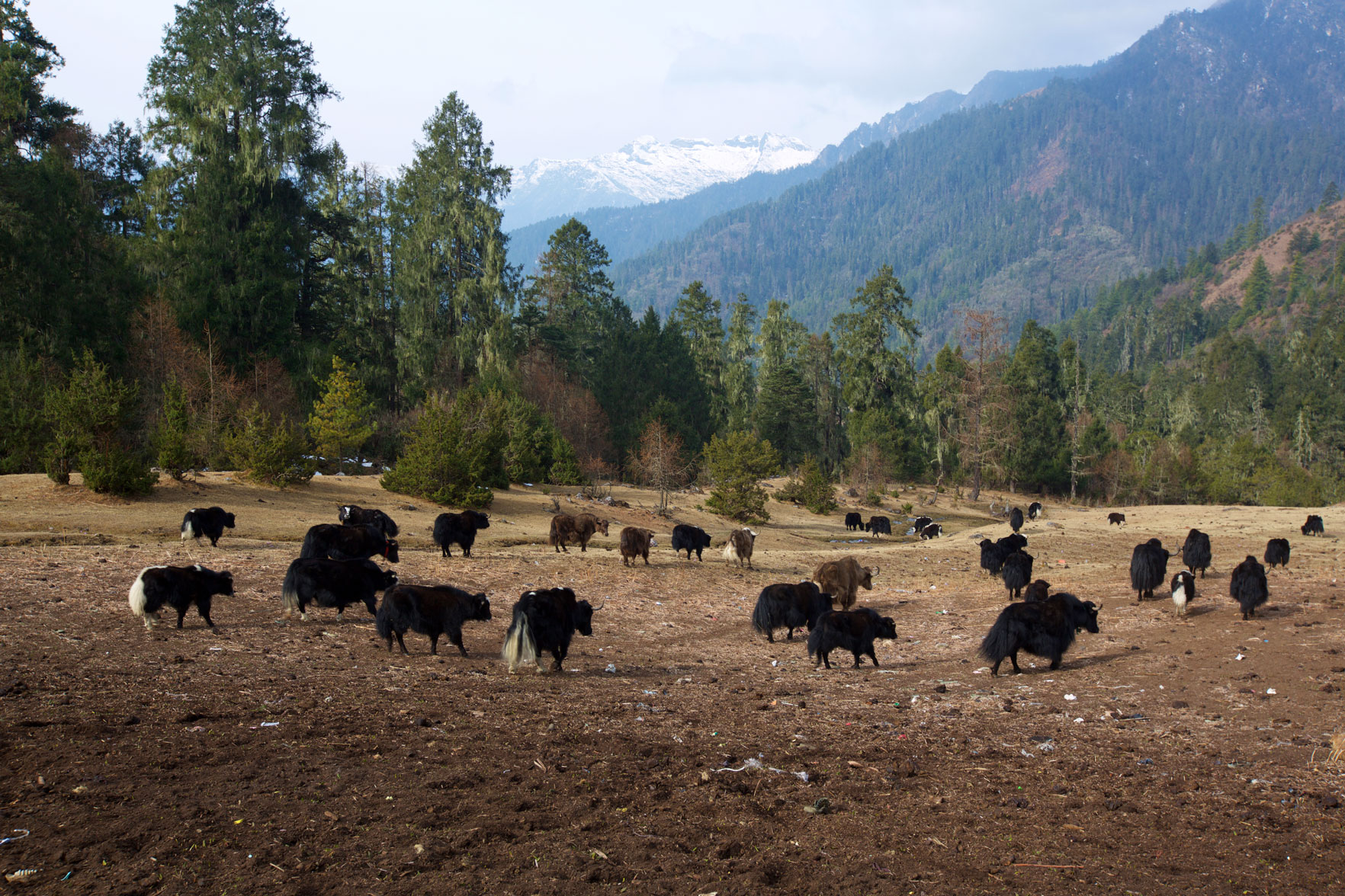 BTN_Sagala-Mountain-pass-trek-and-camp-©17-Thomas-Baechtold-424.jpg