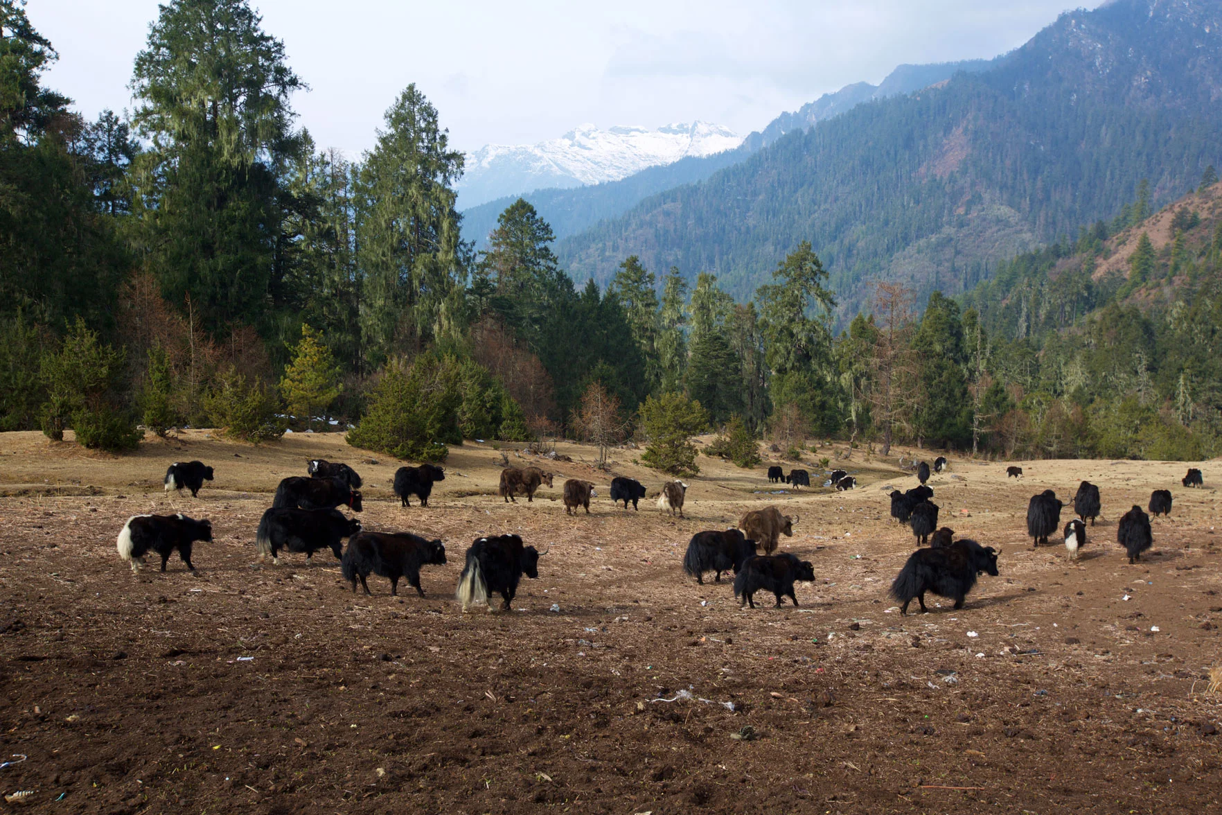 BTN_Sagala-Mountain-pass-trek-and-camp-©17-Thomas-Baechtold-424.jpg