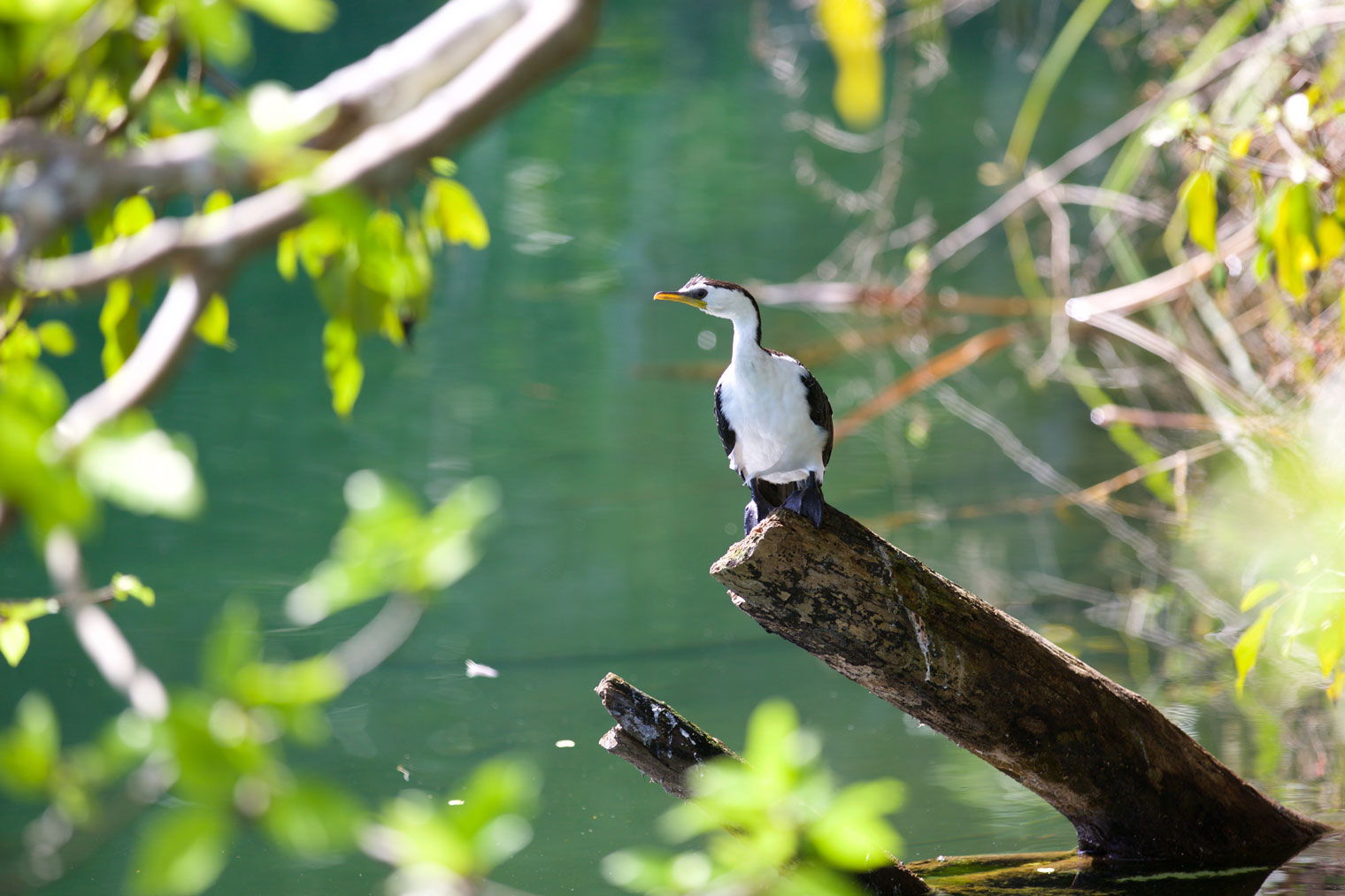 AUS_Atherton-Tablelands-©15-Thomas-Baechtold-0068.jpg