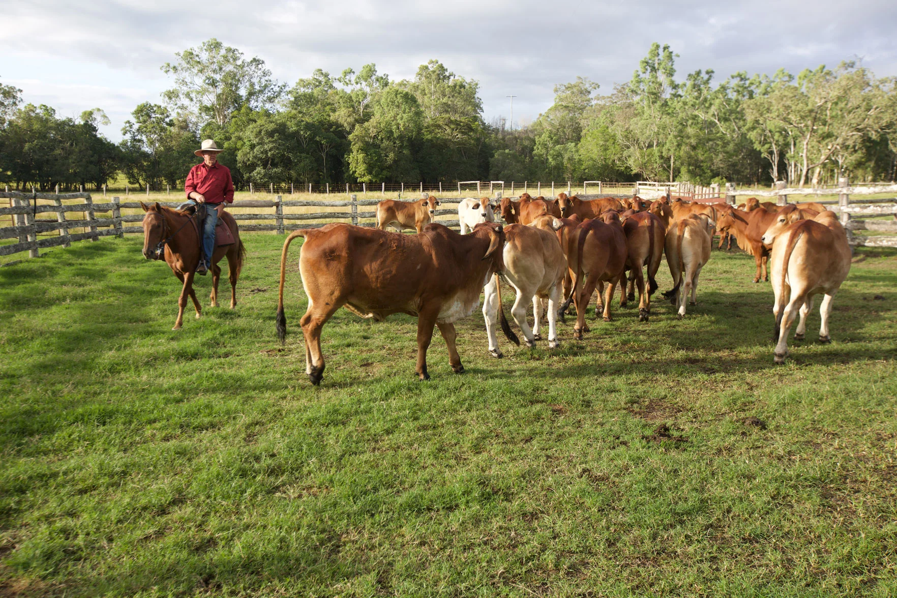 AUS_Atherton-Tablelands-©15-Thomas-Baechtold-0414.jpg