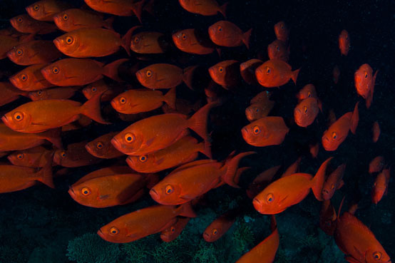 AUS_Great-Barrier-Reef-UW-Cod-Hole-©12-Thomas-Baechtold-0780.jpg