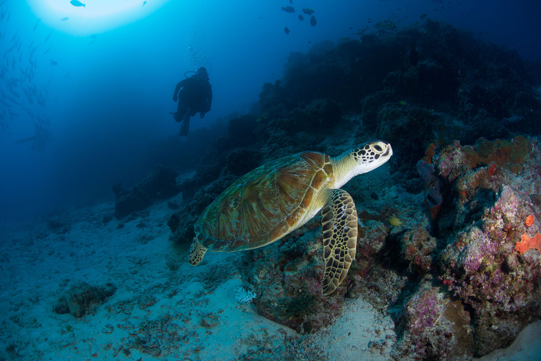 AUS_Great-Barrier-Reef-UW-Cod-Hole-©15-Thomas-Baechtold-1421.jpg