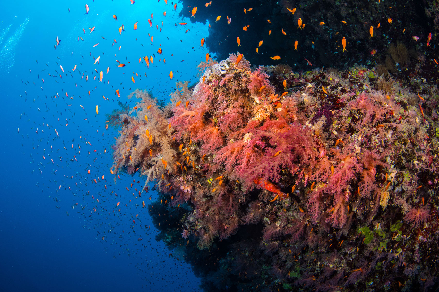 EGY_Blue-Horizon-UW-The-Red-Sea-©-Simon-Lorenz-5259.jpg