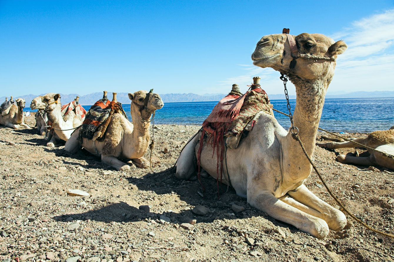 EGY_Nile-Camels-©-AdobeStock_20870020.jpg