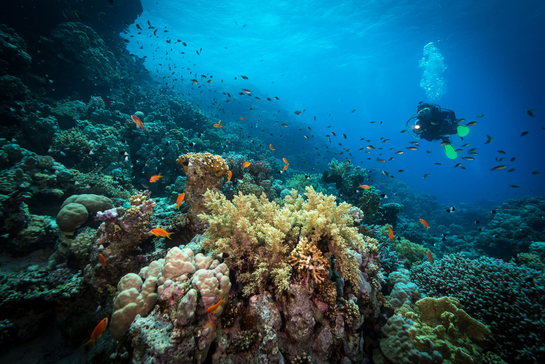 EGY_Red-Sea-UW Reef w Diver-©-AdobeStock_125808020.jpg