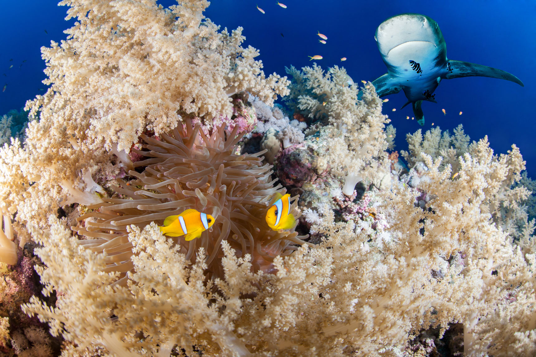EGY_Red-Sea-UW-Anemone-Reef-Shark-©-AdobeStock_101903610.jpg