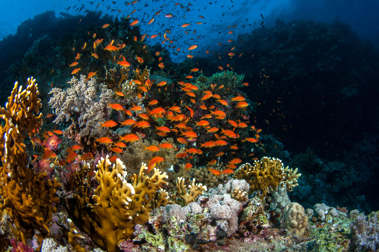 EGY_Red-Sea-UW-Brother-Reef-©-AdobeStock_129119956.jpg
