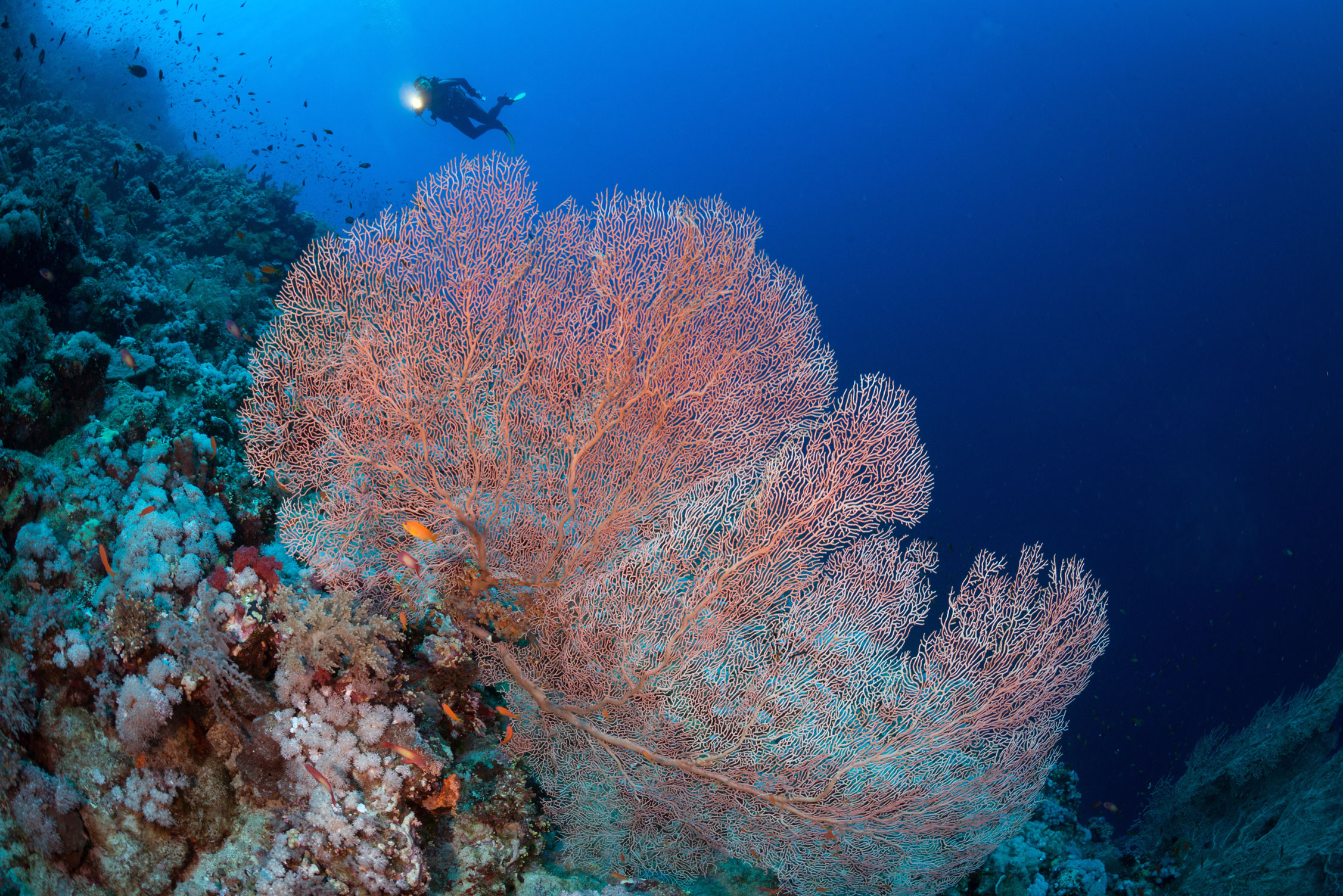 EGY_Red-Sea-UW-Elphinstone-Reef-©-AdobeStock_125981701.jpg
