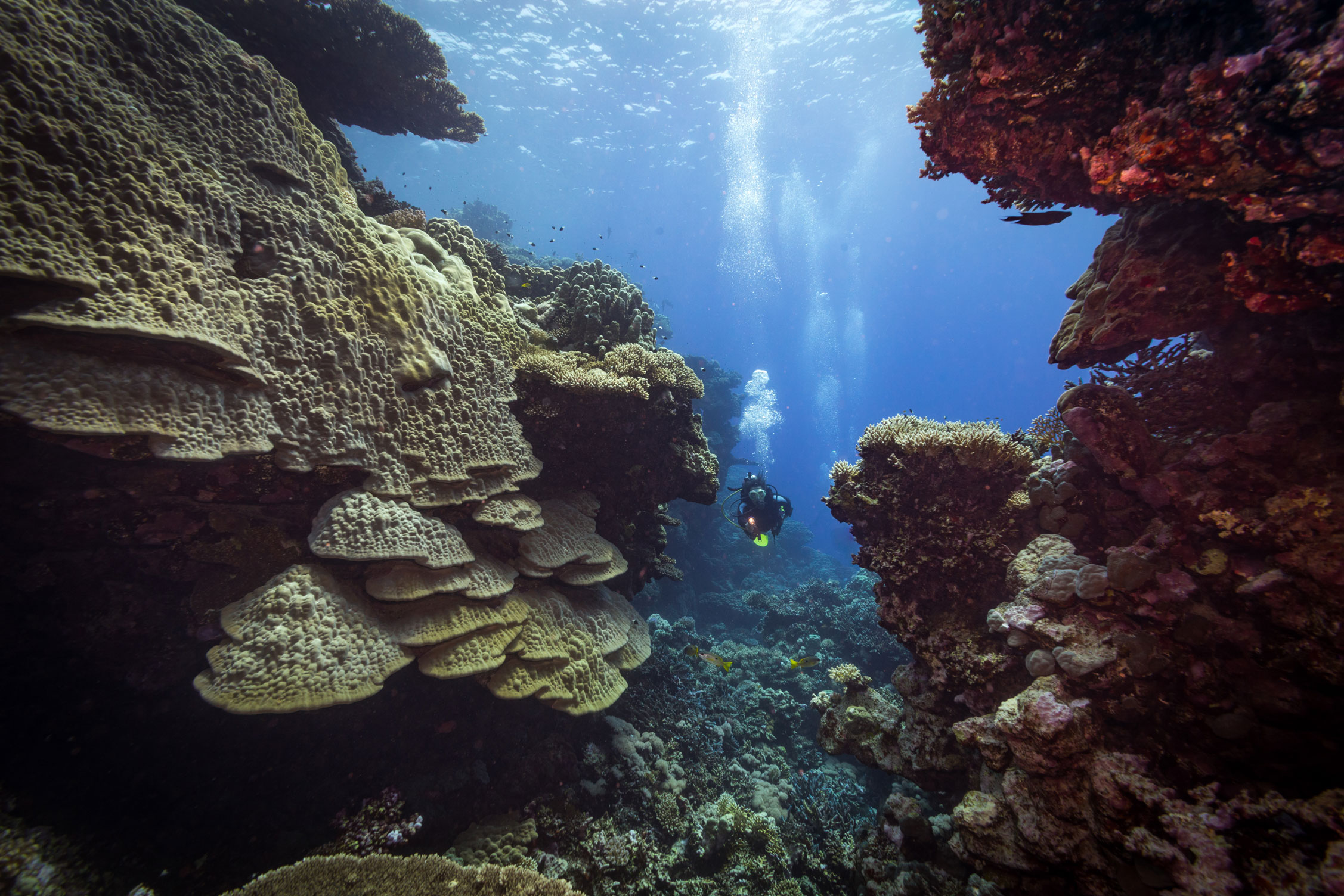 EGY_Red-Sea-UW-Fury-Shoals-©-AdobeStock_125807969.jpg