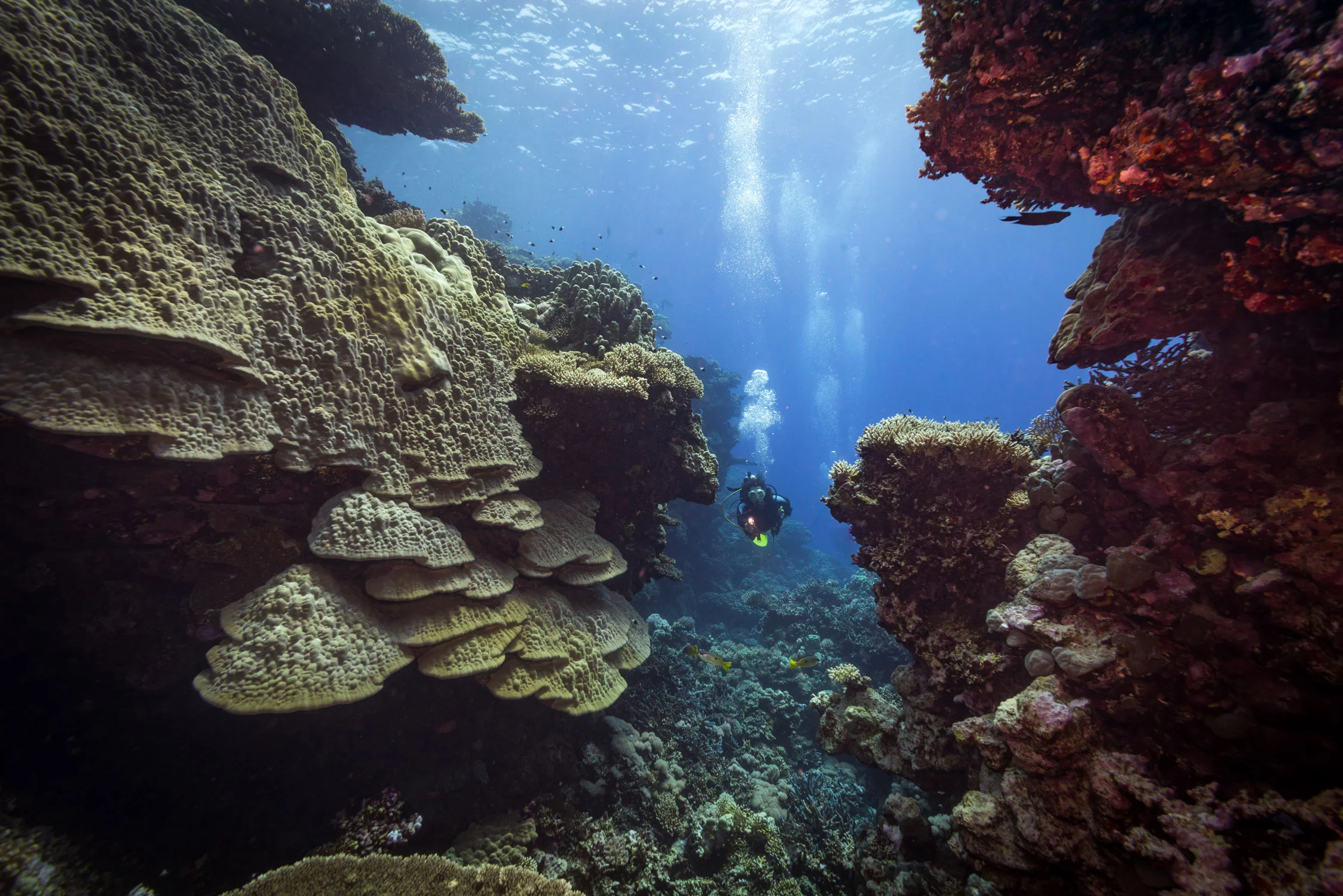 EGY_Red-Sea-UW-Fury-Shoals-©-AdobeStock_125807969.jpg