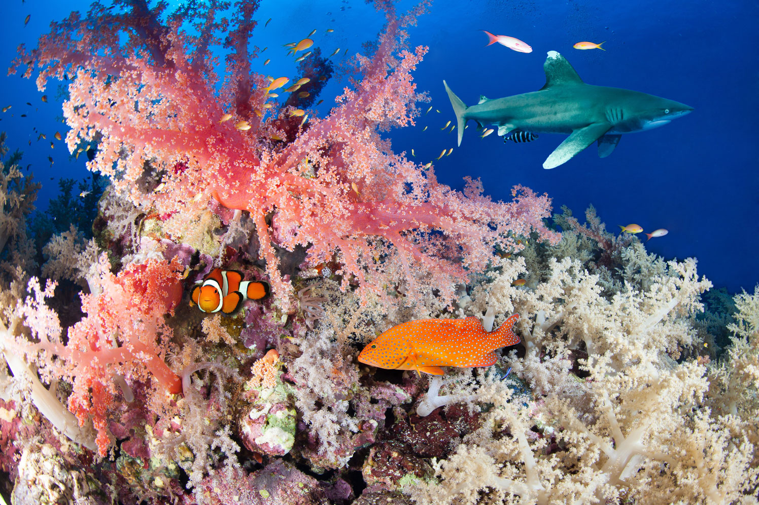 EGY_Red-Sea-UW-oceanic-and-Reef-©-AdobeStock_101903190.jpg