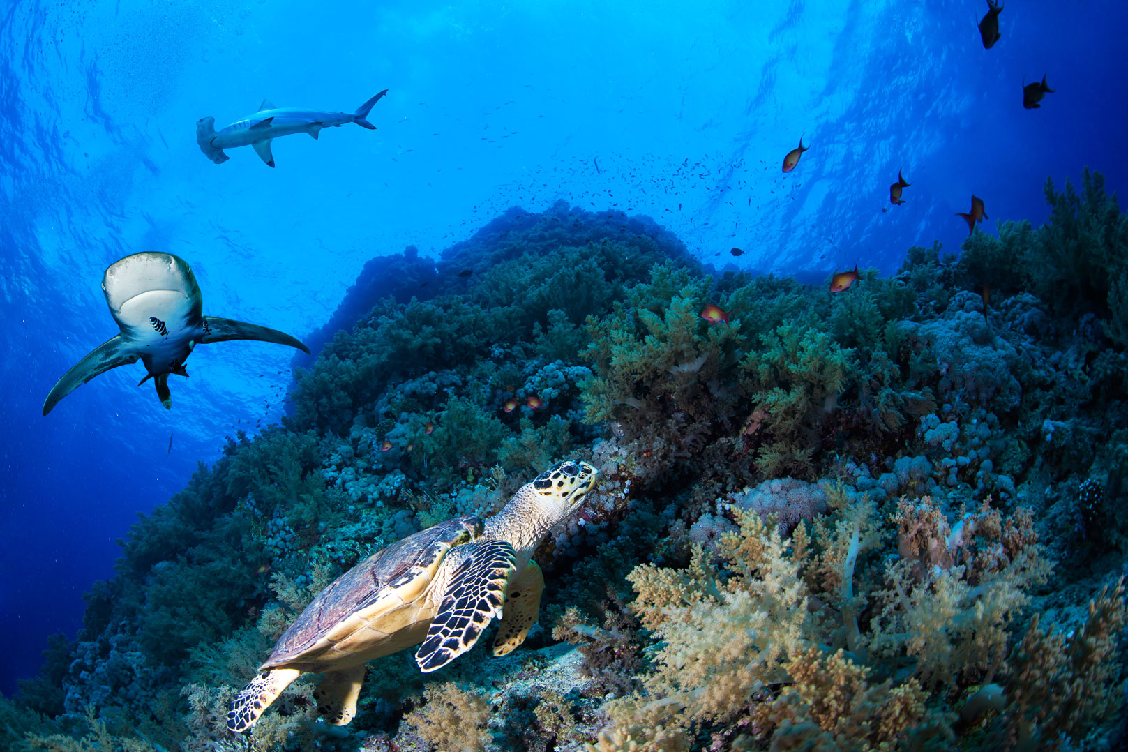 EGY_Red-Sea-UW-Reef-Turtle-Sharks-©-AdobeStock_101904638.jpg