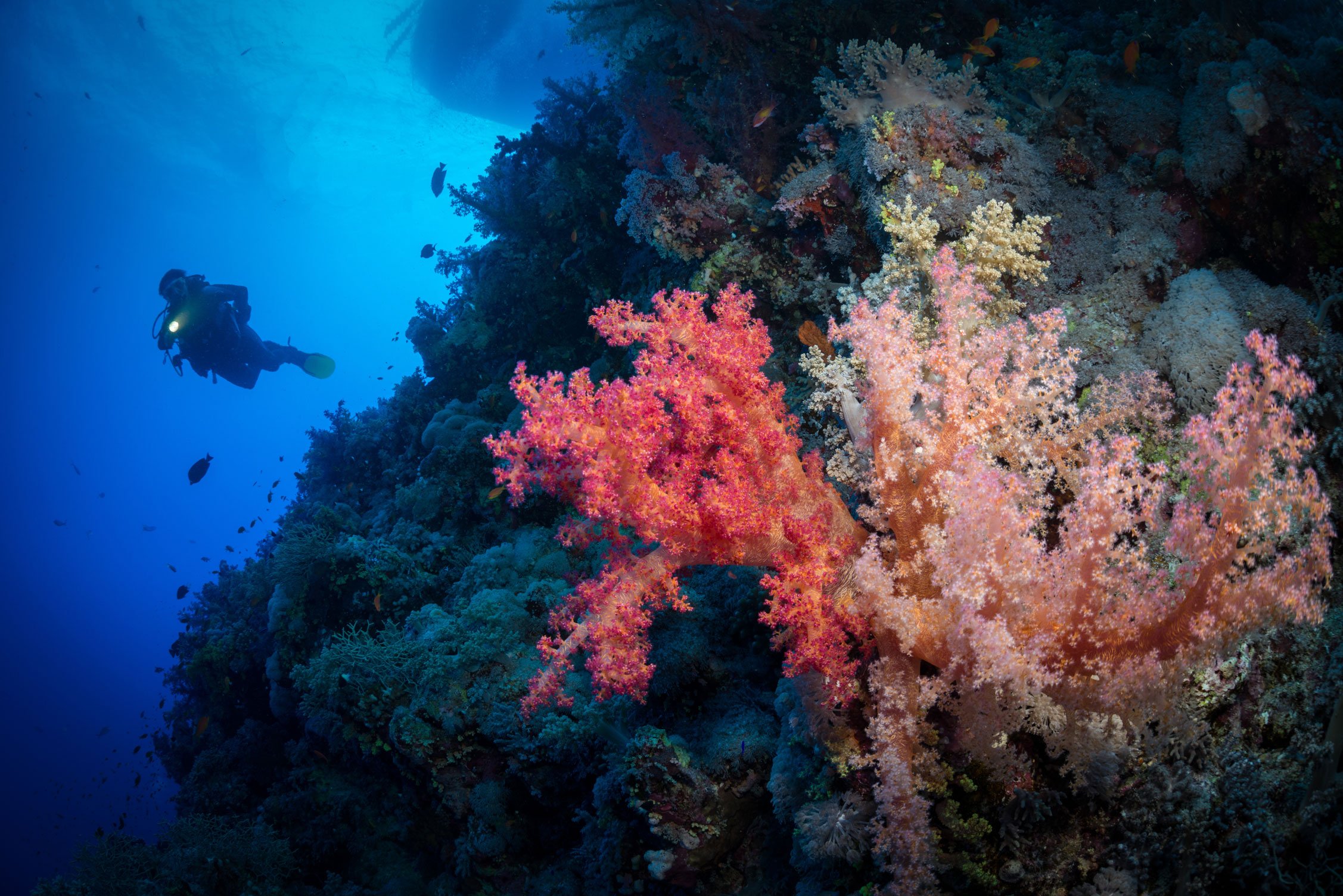 EGY_Red-Sea-UW-St-John's-Reef-©-AdobeStock_125971544.jpg