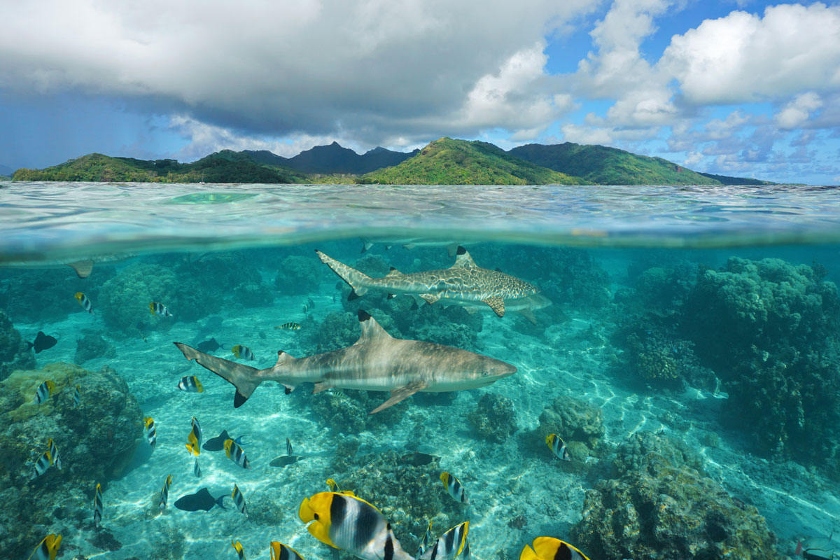 PYF_French-Polynesia-Reef-and-Sharks-©-AdobeStock_141593788.jpg