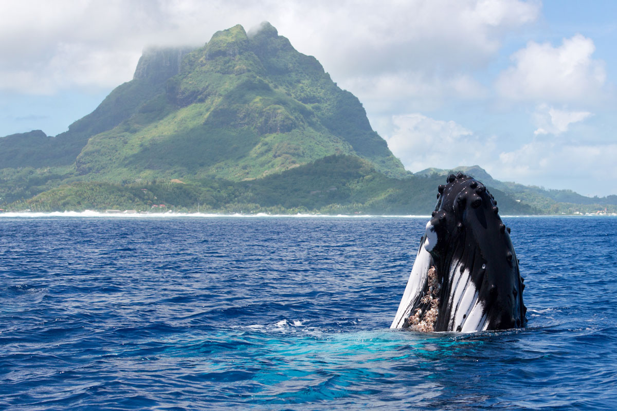 PYF_Rurutu-Humpback-and-Island-©-AdobeStock_164844206.jpg