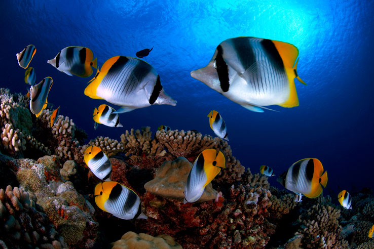 PYF_French-Polynesia-Butterflyfish-©-Aaron-Wong.jpg