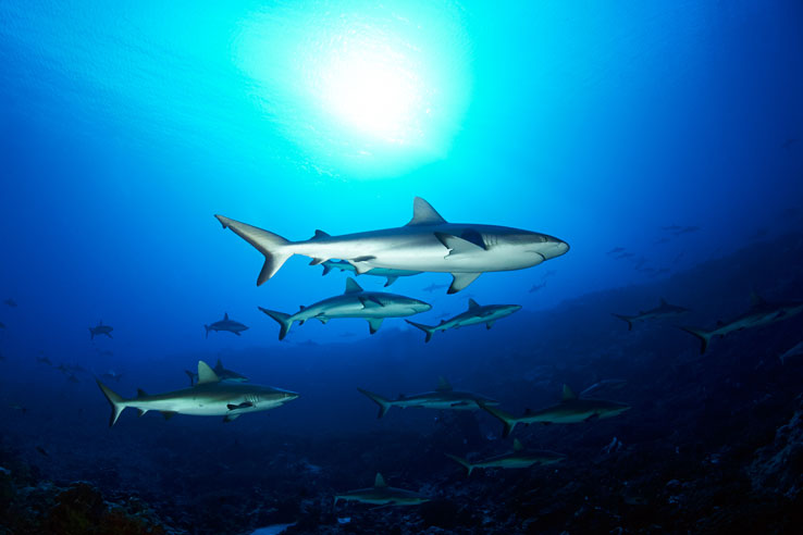 PYF_French-Polynesia-Grey-Reef-Sharks-©-Aaron-Wong-002.jpg
