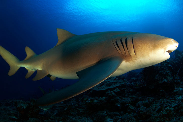 PYF_French-Polynesia-Lemon-Shark-©-Aaron-Wong.jpg