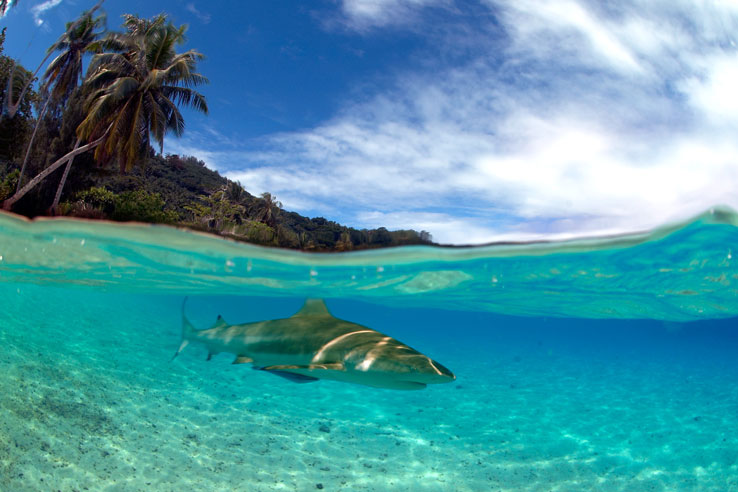 PYF_French-Polynesia-UW-blacktip-©-Aaron-Wong.jpg