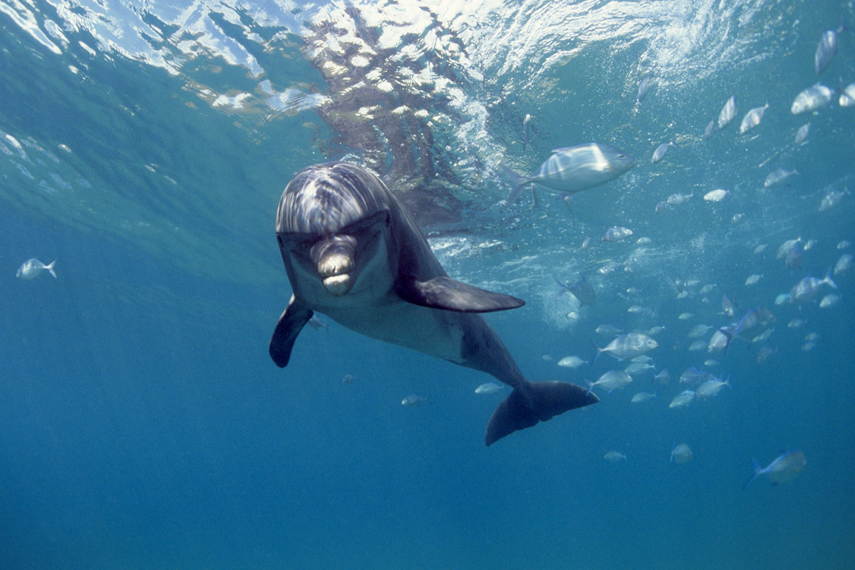 PYF_French-Polynesia-UW-Dolphin-©_Philippe_Bacchet_17990.jpg