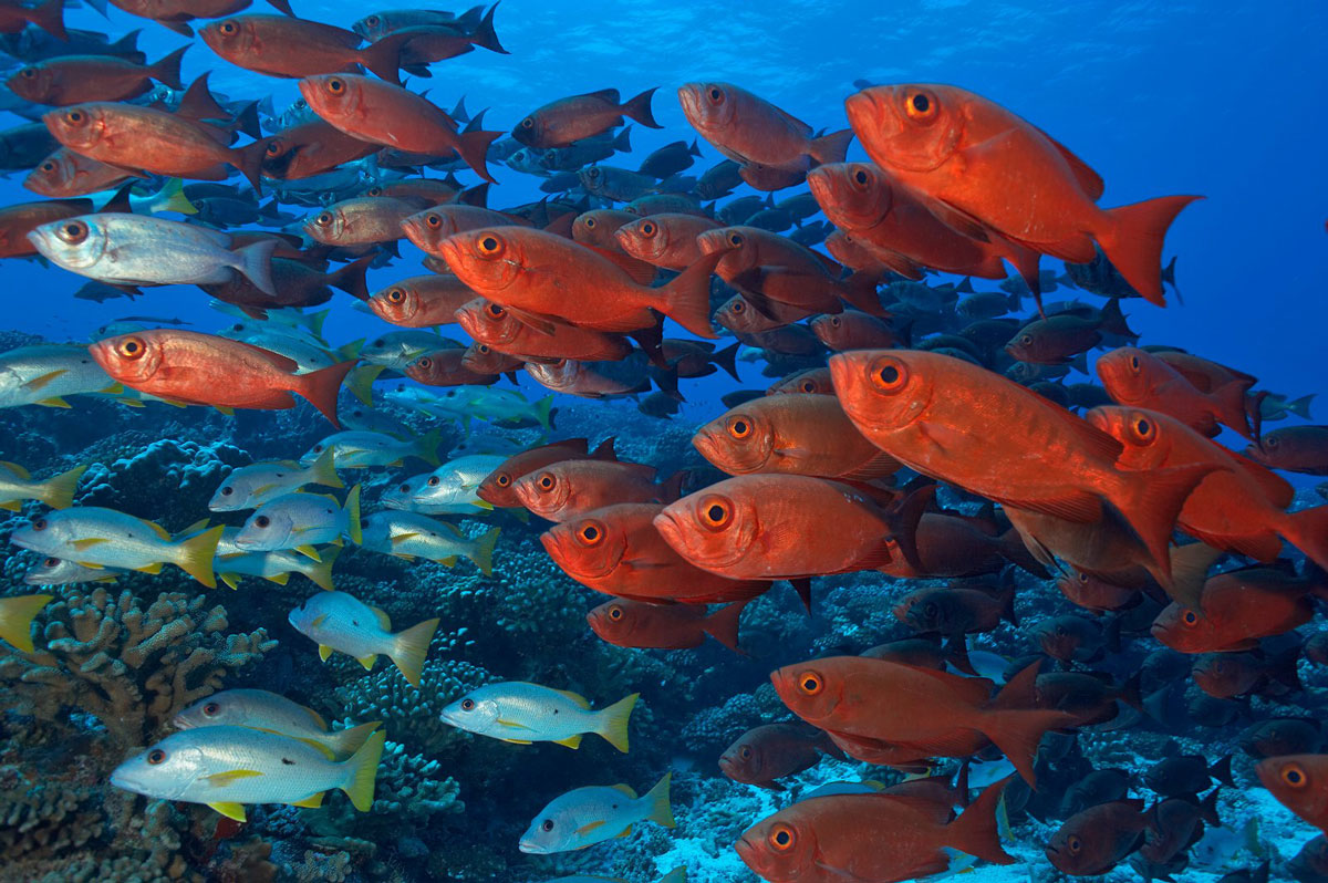 PYF_French-Polynesia-UW-Fish-©-Topdive-1.jpg
