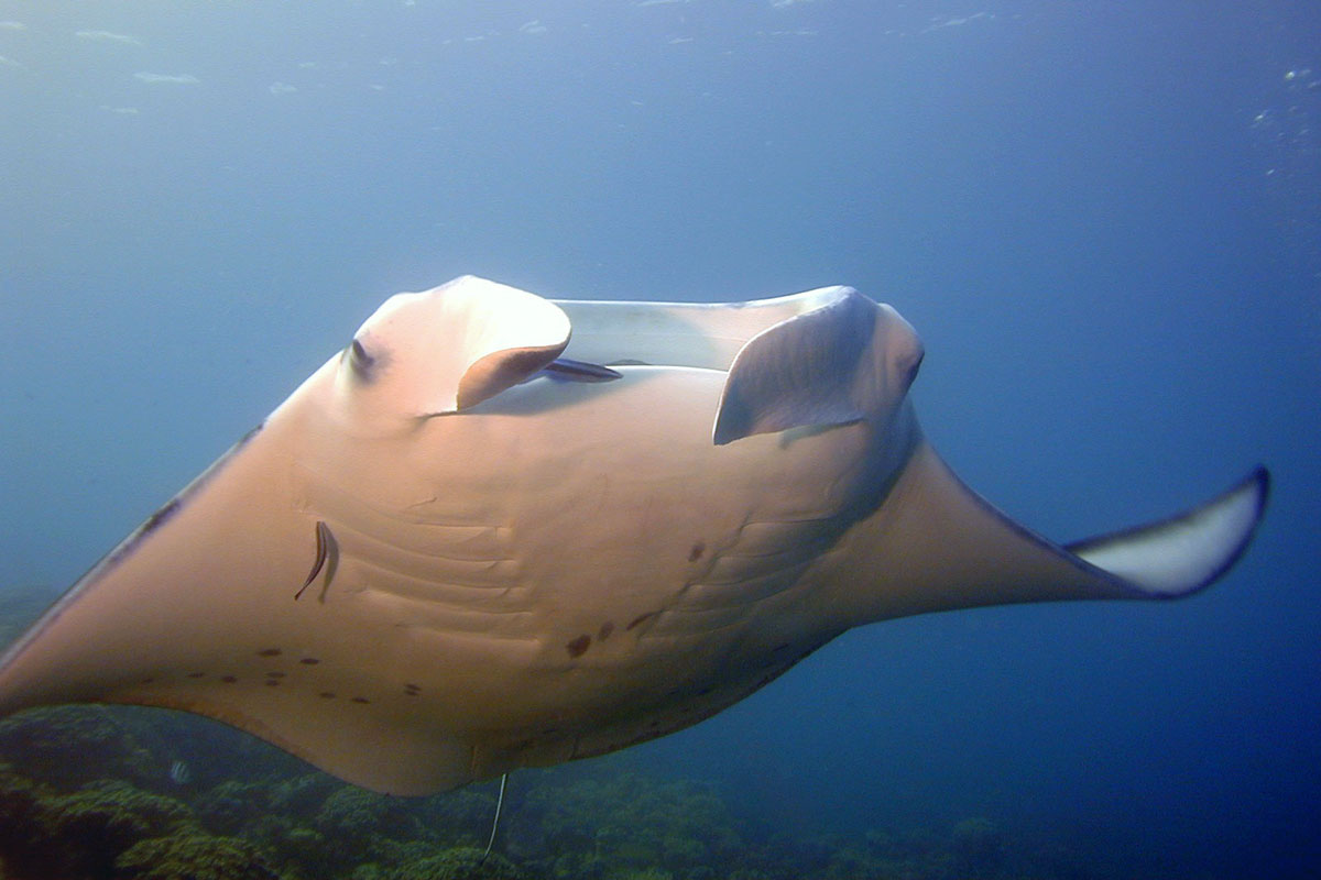 PYF_French-Polynesia-UW-Moorea-Manta-©-Tahiti-Tourisme-(3).jpg