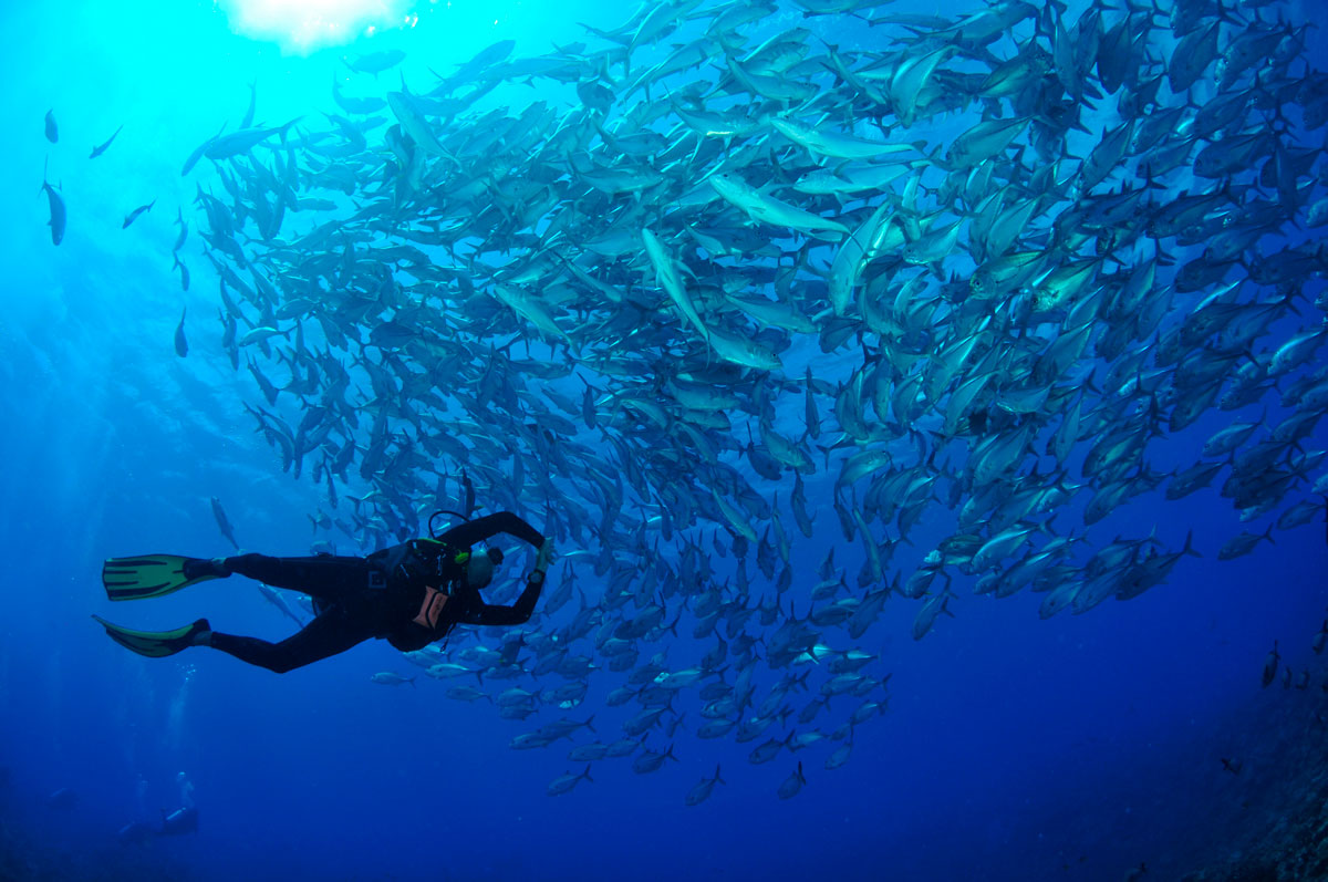 PYF_Tikehau_UW-Schooling-Fish-Diver-©-Tahiti-Tourisme-2.jpg