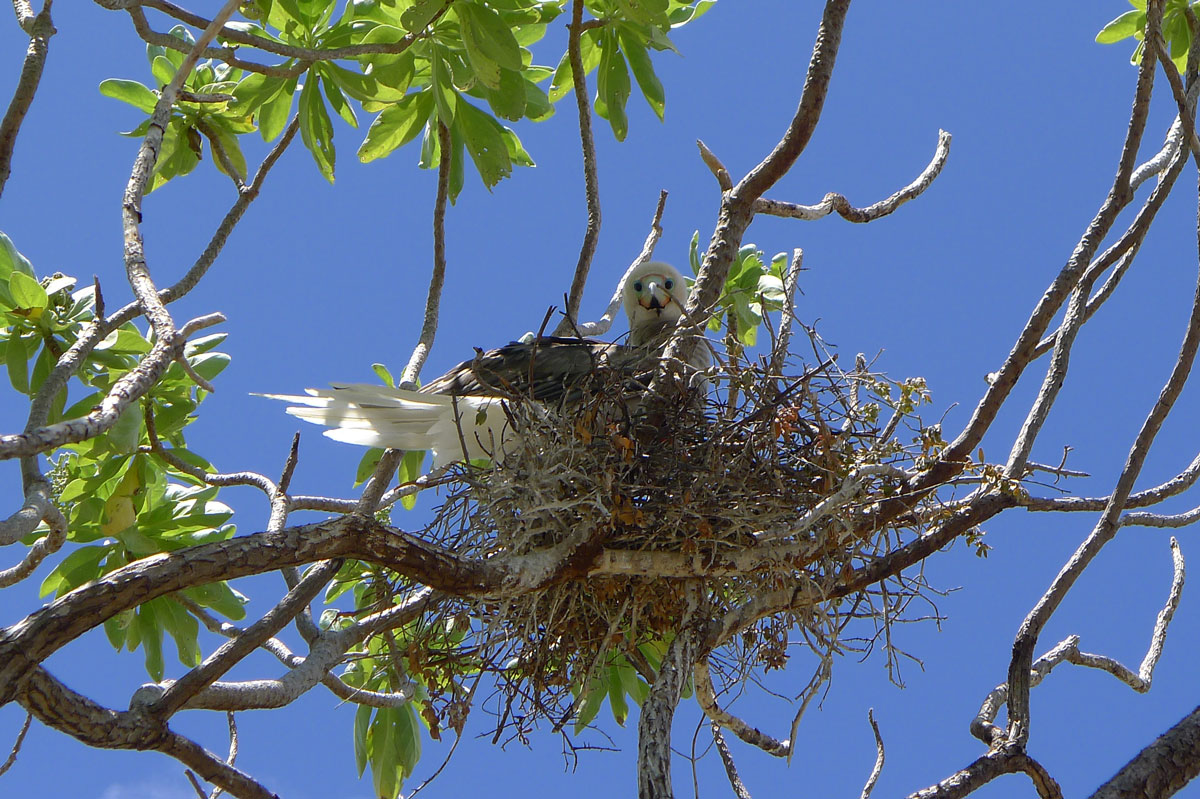 PYF_Tikehau-Boobie-©-Tahiti-Tourisme-6.jpg