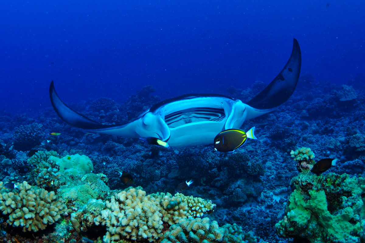 PYF_Tikehau-UW-Manta-©-Tahiti-Tourisme-01.jpg