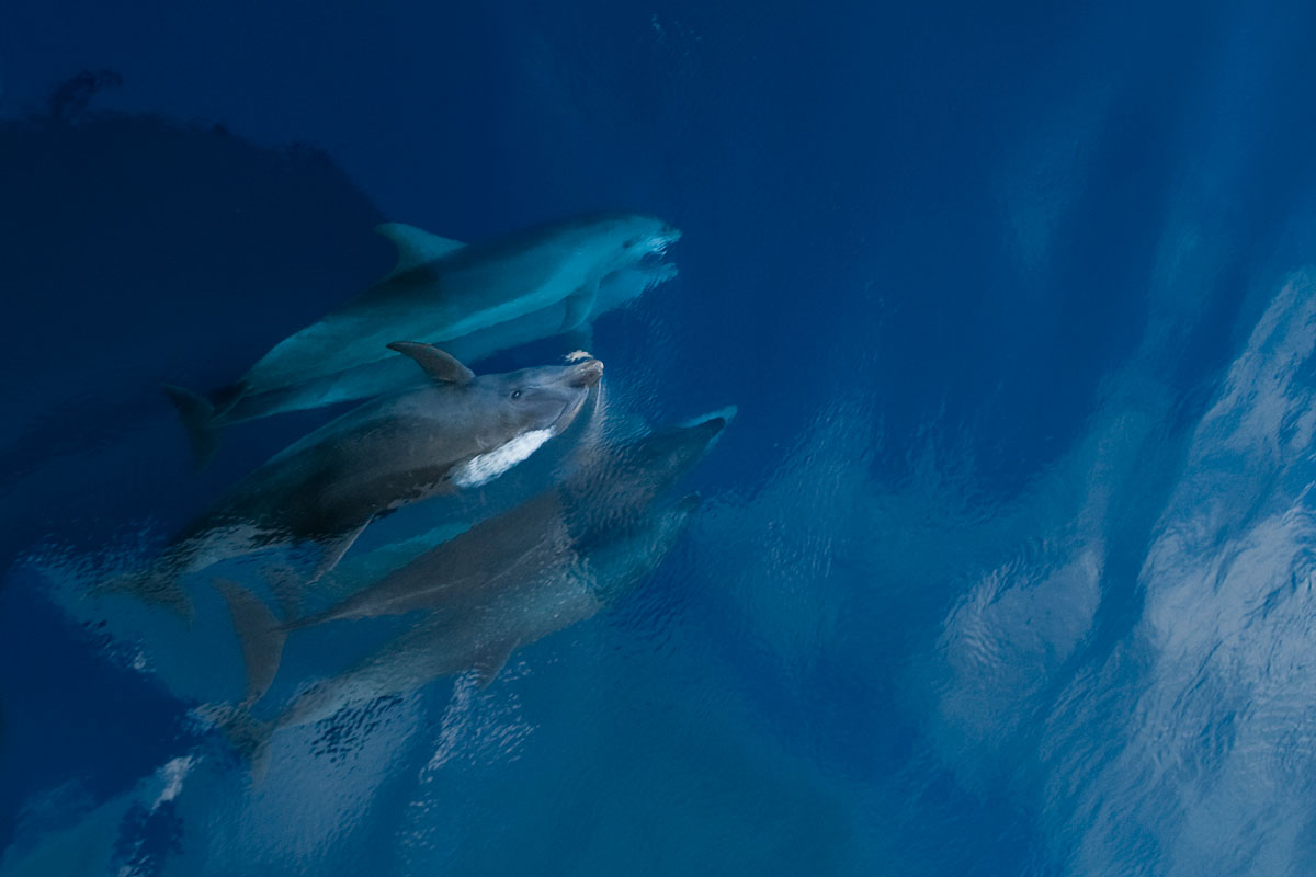 PYF_Rangiroa-UW Dolphins ©09-Natalia-Baechtold-306.jpg